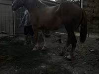 Kısrak, Atlar — foto 4