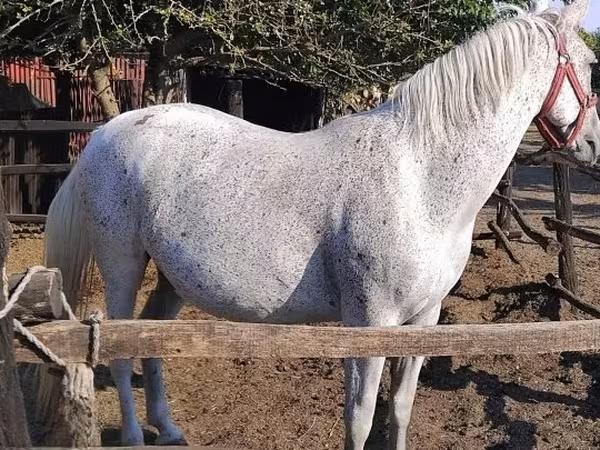 مادیان, Lipizzaner