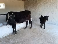 Կով, Խոշոր եղջերավոր — լուսանկար 5