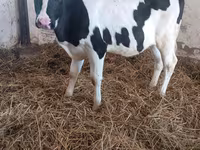 गाय, Russian Black pied cattle — फ़ोटो 2