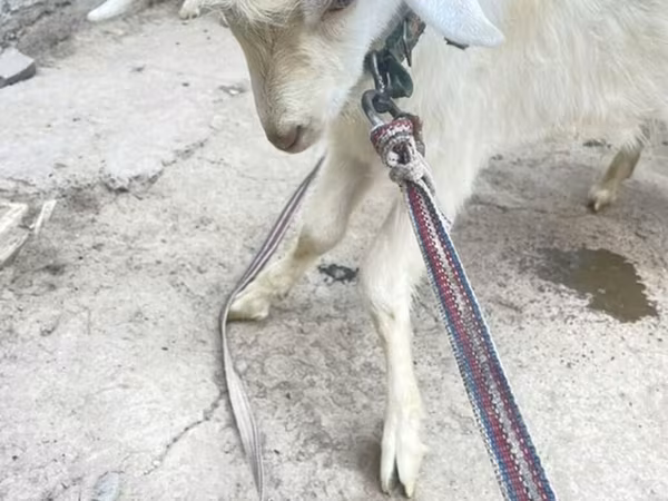 Козел, Кози