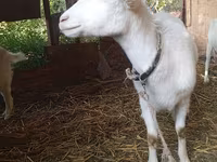 Kambing betina, Saanen goat — foto 2
