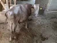 Lembu jantan, Simmental cattle — foto 6