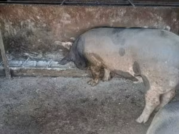 Svinje (partija, pol nije naveden), Свиње