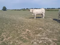 Корова, Charolais cattle — фото 2