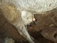 گاو ماده, گاو — عکس 4