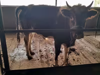 Bull, Cattle — photo 4