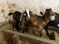 Kozioł, Nubian Goat — zdjęcie 4