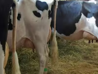 Ko, Swiss cattle — foto 2