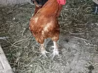 Chickens — zdjęcie 1