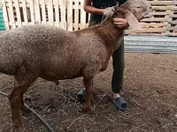 Ovce (šarže, pohlaví neuvedeno), Arashan sheep — foto 3