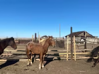 Konji (partija, pol nije naveden), Kazakh horse — fotografija 4
