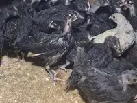 Australorp — zdjęcie 4