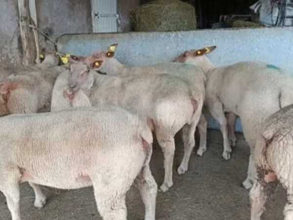 Sheep, Charollais sheep