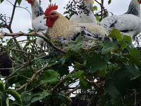 Brahma — foto 1