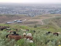 مینڈھا, بھیڑیں — تصویر 1