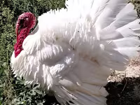 Turkeys — ፎቶ 1