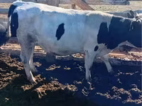 황소, Simmental cattle — 사진 5