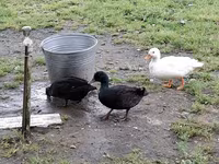 Ducks — sawirka 5