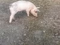 Babi hutan, Дюрок — foto 3