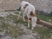 Lembu jantan, Cattle — foto 3