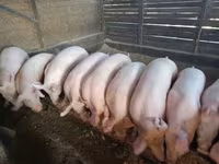 Babi betina — foto 2