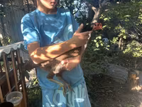 Chickens — Foto 4