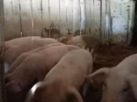 Eber, Schweine — Foto 7