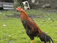 مالای گیم — عکس 4