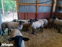 Biri-biri betina, White Suffolk sheep — foto 3