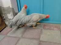 Leghorn — Foto 3