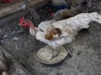 Chickens — foto 2