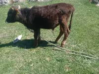 Lembu jantan, Cattle — foto 5