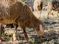 Vædder, Merinoland sheep — foto 7