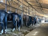 Pastuv, Коњи — fotografija 1