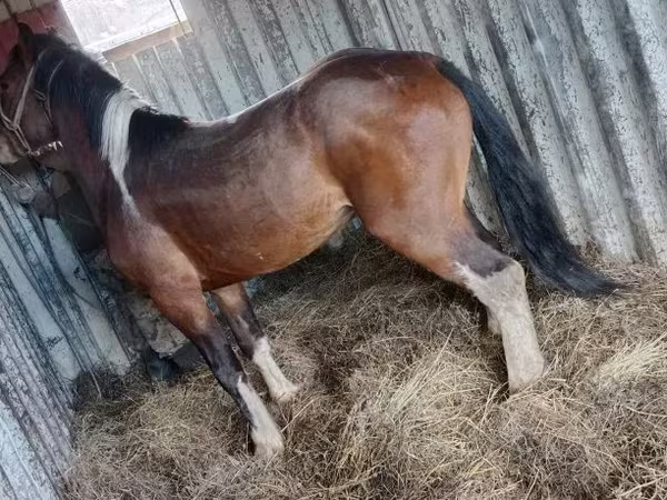 اسب نر, Altai horse