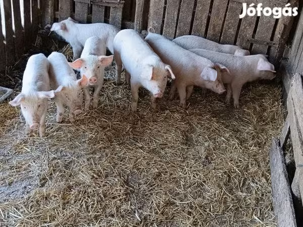 Babi hutan, Pigs