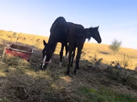 Klisna, Koně — foto 1