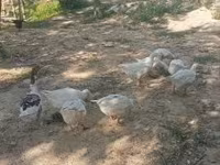 Geese — Foto 1