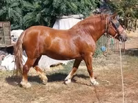 Kuda betina, Horses — foto 1
