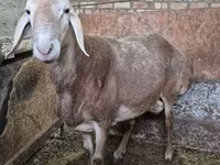 Vædder, Rhon sheep — foto 1