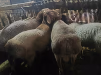 Biri-biri betina, Sheep — foto 5