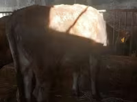 황소, Russian Black pied cattle — 사진 5