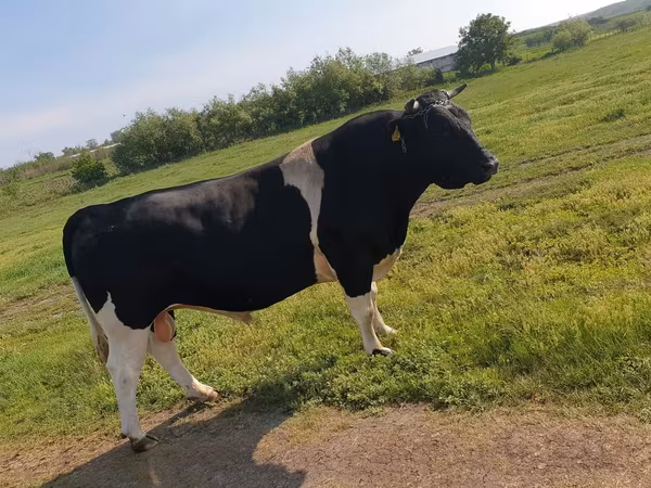Tjur, Holsteinrasen — Moldavien