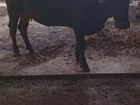 Сиыр, Swiss cattle — 8-сурет