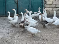 Geese — fotografija 2