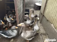 Geese — Foto 4