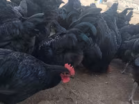 Australorp — fotografija 1