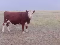 ላም, Latvian Blue cattle — ፎቶ 1