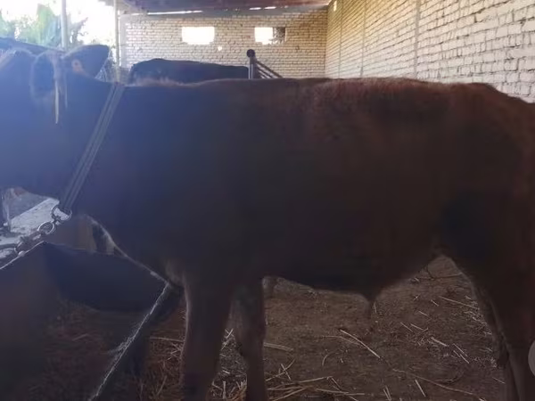 Bull, Cattle